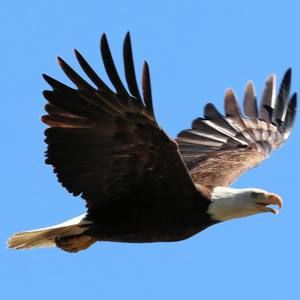 Meet your Posher, Marie